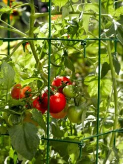 Tomato Cages, Set Of 4 12 Tomato Cages, Set Of 4 -Outdoor Garden Care 34182 588 tif