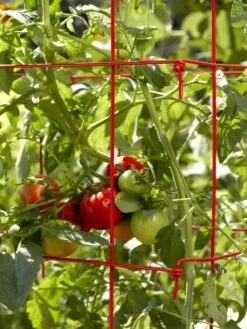 Tomato Cages, Set Of 4 11 Tomato Cages, Set Of 4 -Outdoor Garden Care 34182 592