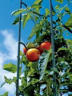 Tomato Ladders, Set Of 3 -Outdoor Garden Care 38184 003E tif