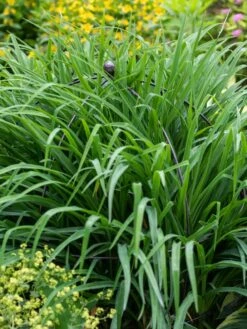 Jardin Bird Cage Support, 26" -Outdoor Garden Care 39 521 0073 tif