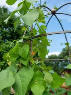 Jardin Tower -Outdoor Garden Care 3 4 crop 8612997 0058