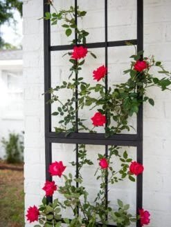 Essex Wall Trellis -Outdoor Garden Care 3 4 crop 8613045 8562 tif