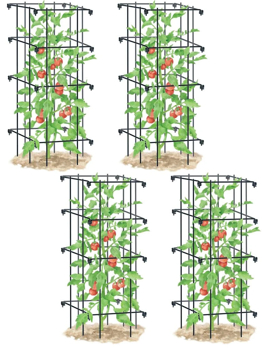 Tomato Cages, Set Of 4 4 Tomato Cages, Set Of 4 - Image 2