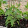 Pepper And Eggplant Cages, Set Of 3 -Outdoor Garden Care 8587048 1073 tif