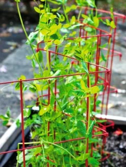 Expandable Pea Trellis -Outdoor Garden Care 8587061 100 tif