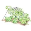 Large Cucumber Trellis -Outdoor Garden Care 8587082 CukeTrellis L Blk 001E tif