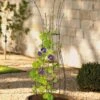 Jardin Pot Trellis 1 Jardin Pot Trellis -Outdoor Garden Care 8587120 224 tif