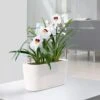 Lechuza® Delta Self-Watering Windowsill Planters -Outdoor Garden Care 8590298 03V tif
