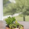 Small Round Copper Plant Tray, 10" -Outdoor Garden Care 8593529 4520 tif