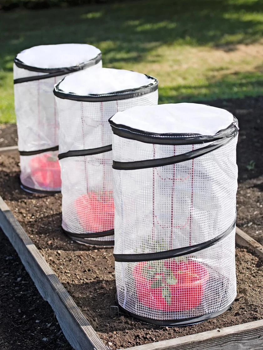 Tomato TLC Kits, Set Of 3 3 Tomato TLC Kits, Set Of 3