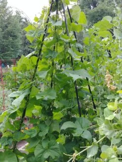 Titan Teepee Trellis 11 Titan Teepee Trellis -Outdoor Garden Care 8595757 01EMP tif