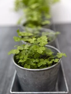 Galvanized Herb Planters With Rectangular Tray -Outdoor Garden Care 8595903 advice 1777 tif