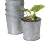 Galvanized Planting Cups, Set Of 5 -Outdoor Garden Care 8596104 9899 tif