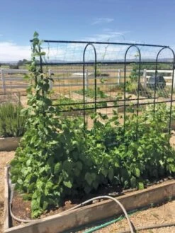 Titan Pea Tunnel 10 Titan Pea Tunnel -Outdoor Garden Care 8596275 01CUST tif