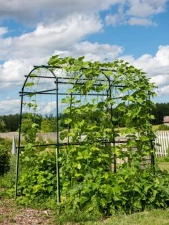 Titan Squash Tunnel -Outdoor Garden Care 8596276 0133 tif