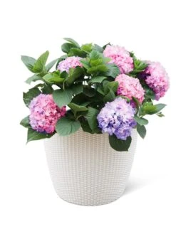 Weave Self-Watering Round Planter, 17" White -Outdoor Garden Care 8598372 3002 tif