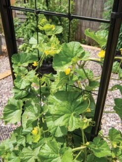 Gardener’s Victory Self-Watering Planter With Vine Trellis -Outdoor Garden Care 8600176 6853