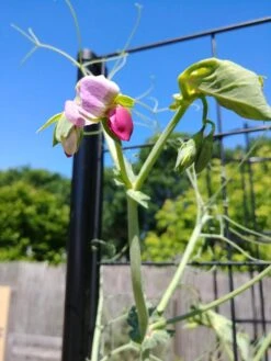 Gardener’s Victory Self-Watering Planter With Vine Trellis -Outdoor Garden Care 8600177 6588 tif 1