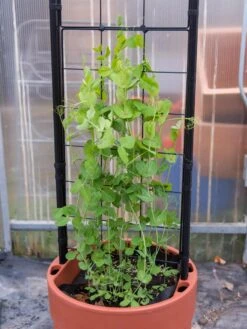 Gardener’s Victory Self-Watering Planter With Vine Trellis -Outdoor Garden Care 8600178 5000 tif