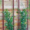 Ina Modern Wall Trellis Sr. -Outdoor Garden Care 8600510 05V tif