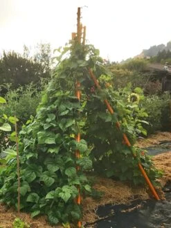 Annabel Tipi Trellis -Outdoor Garden Care 8600521 02V tif