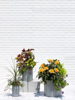 Metal Bucket Planters -Outdoor Garden Care 8609085 0852 tif