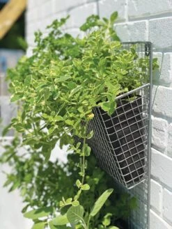 Wire Wall Pockets Vertical Gardens -Outdoor Garden Care 8609429 9500 tif
