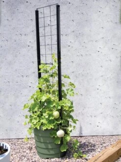 Gardener’s Victory Self-Watering Planter With Vine Trellis -Outdoor Garden Care 8610238 15487 tif 1