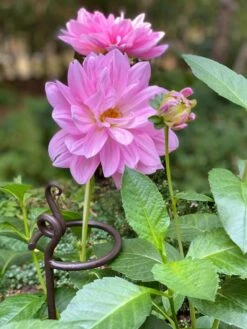 Arden Single Stem Supports, Set Of 2 -Outdoor Garden Care 8610375 5703 tif