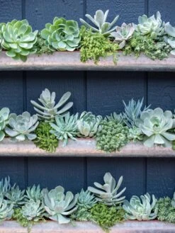 3-Tier Vertical Wall Planter, 3' 11 3-Tier Vertical Wall Planter, 3' -Outdoor Garden Care 8611013 055 tif