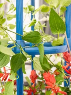 Fleur De Lis Obelisk, 67" -Outdoor Garden Care 8611663 0607 tif