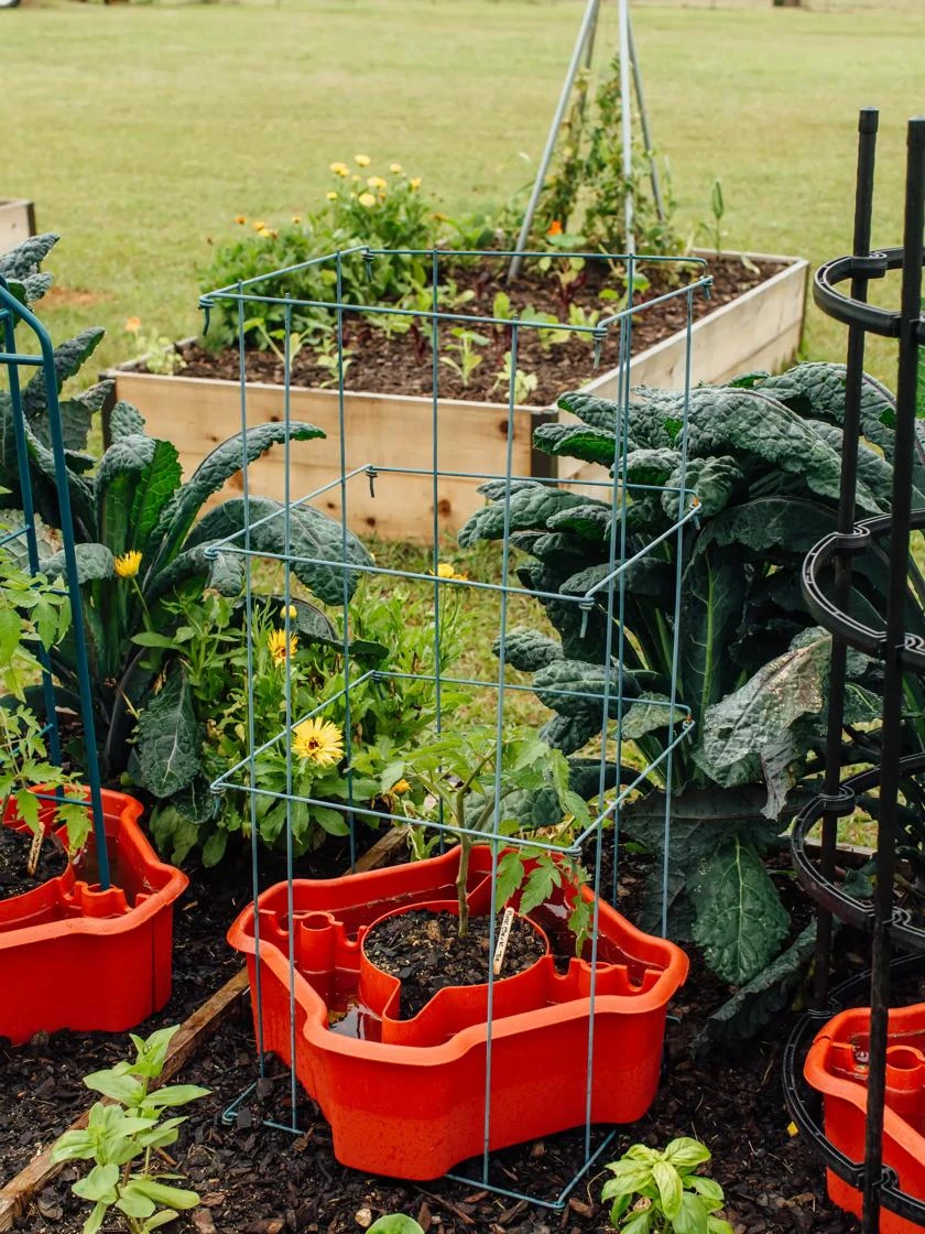 Deluxe Tomato Halos, Set Of 2 8 Deluxe Tomato Halos, Set Of 2 - Image 6