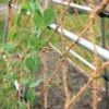 Coco Trellis Netting, 4' X 15' 1 Coco Trellis Netting, 4' X 15' -Outdoor Garden Care 8612050 1124 tif