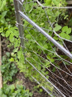 Chicken Wire Pea Trellis -Outdoor Garden Care 8612718 7312