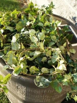 Round Rain Barrel With Planter, 35 Gallons -Outdoor Garden Care 8612856WALNT 03V tif