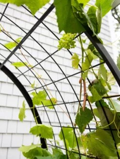 2’ X 4’ Arch Trellis For Planter Boxes -Outdoor Garden Care 8612976 0436