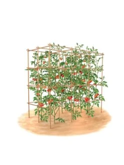 Tomato Six Pack Support 17 Tomato Six Pack Support -Outdoor Garden Care 8613143 art flat