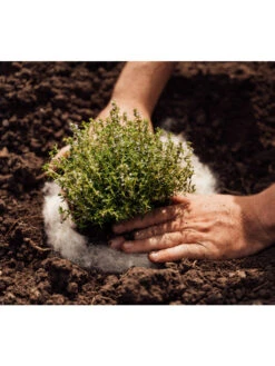 Hortiwool ®, 5 Pad Pack 13 Hortiwool ®, 5 Pad Pack -Outdoor Garden Care 8613263 06v