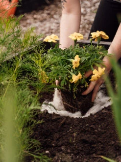 Hortiwool ®, 5 Pad Pack 15 Hortiwool ®, 5 Pad Pack -Outdoor Garden Care 8613263 12v