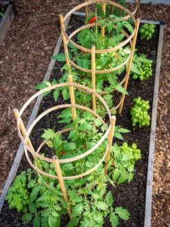 Bamboo Tomato Cages, Set Of 3 -Outdoor Garden Care 8613426 6916