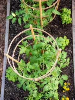 Bamboo Tomato Cages, Set Of 3 -Outdoor Garden Care 8613426 6921