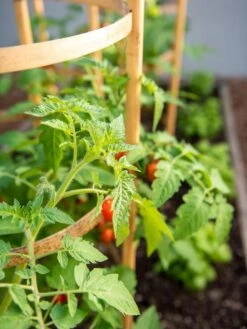 Bamboo Tomato Cages, Set Of 3 -Outdoor Garden Care 8613426 6934