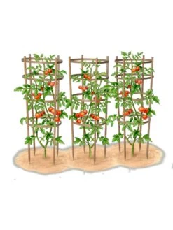 Bamboo Tomato Cages, Set Of 3 -Outdoor Garden Care 8613426 art