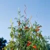 Rainbow Spiral Supports, Set Of 5 -Outdoor Garden Care GS36377 01 tif