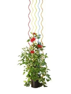 Rainbow Spiral Supports, Set Of 5 -Outdoor Garden Care GS36377 03S tif