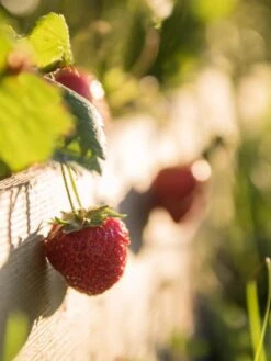 3-Tier Strawberry Bed -Outdoor Garden Care Strawberry3 3167 tif