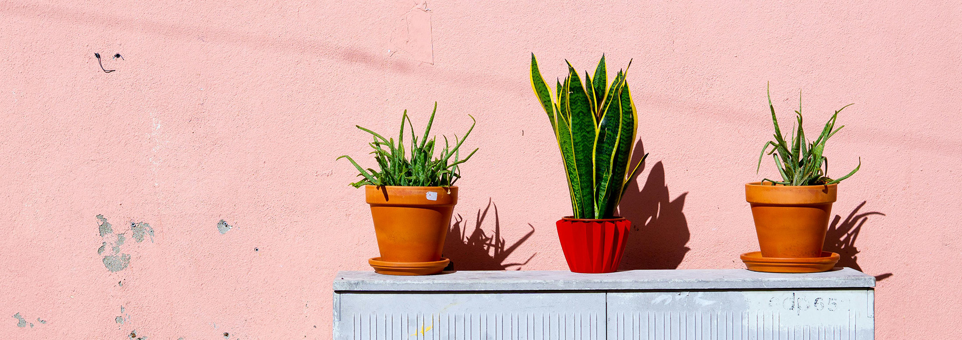 Outdoor Garden Care -Outdoor Garden Care pexels elletakesphotos 1549201